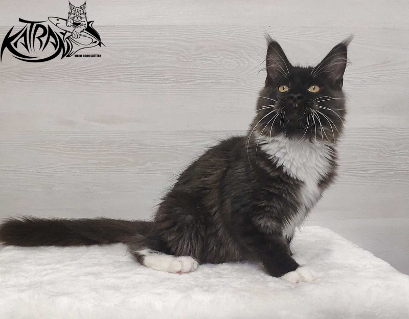 Katran Iris - Kitten maine-coon 4.5 months