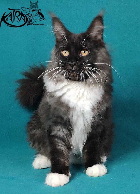 Katran Iris - Kitten maine-coon 6 months