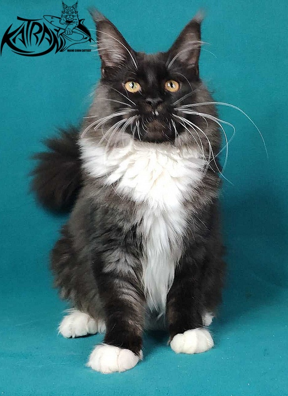 Katran Iris - Kitten maine-coon 6 months