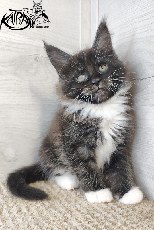 Katran Iris - Kitten maine-coon 1 month 2.5 weeks