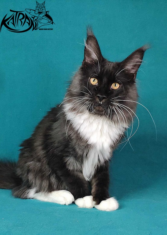 Katran Iris - Kitten maine-coon 6 months