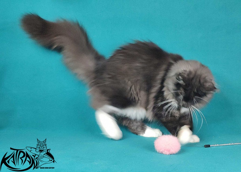 Katran Iris - Kitten maine-coon 6 months