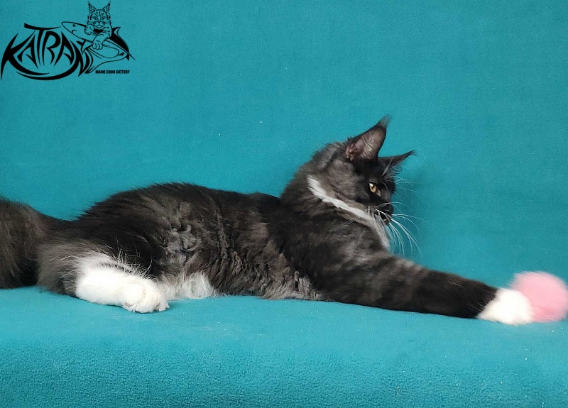 Katran Iris - Kitten maine-coon 6 months
