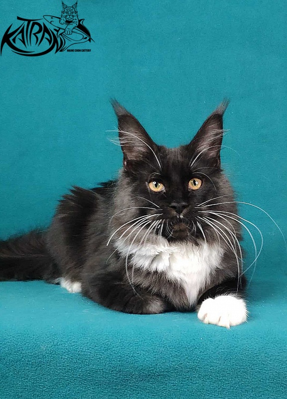Katran Iris - Kitten maine-coon 6 months