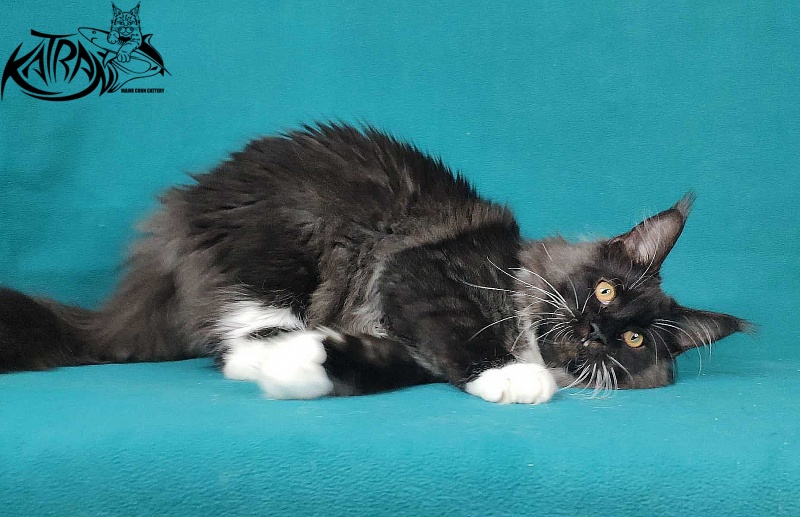 Katran Iris - Kitten maine-coon 6 months