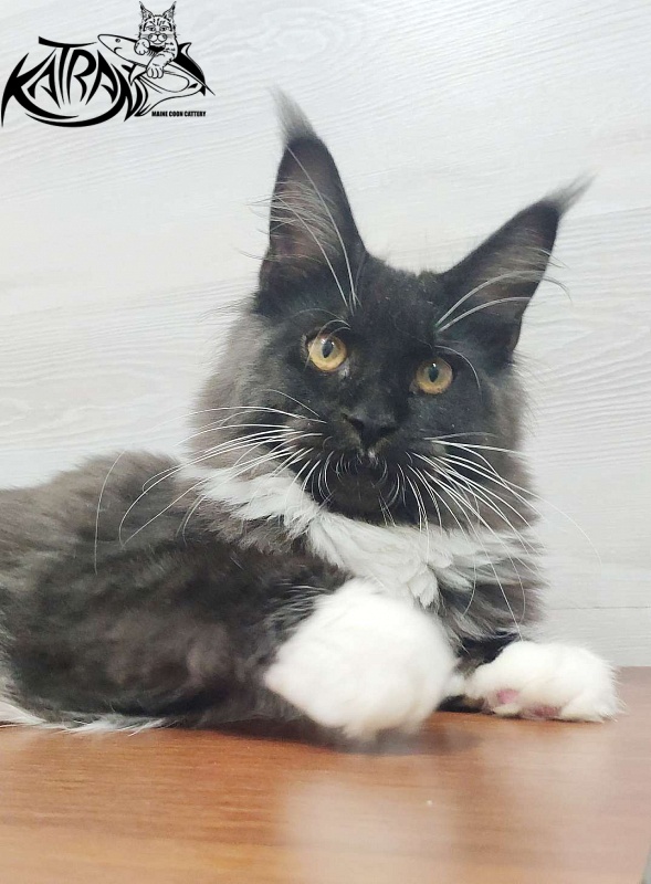 Katran Iris - Kitten maine-coon 5 months