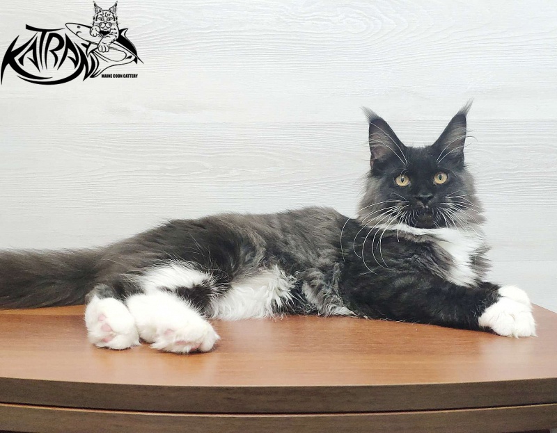 Katran Iris - Kitten maine-coon 5 months