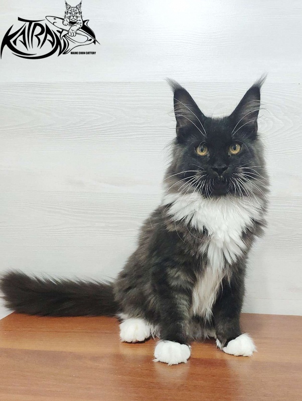 Katran Iris - Kitten maine-coon 5 months