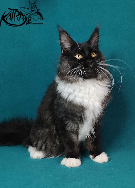 Katran Iris - Kitten maine-coon 6 months