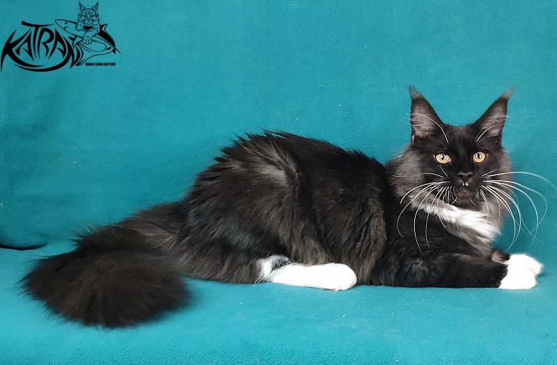 Katran Iris - Kitten maine-coon 6 months