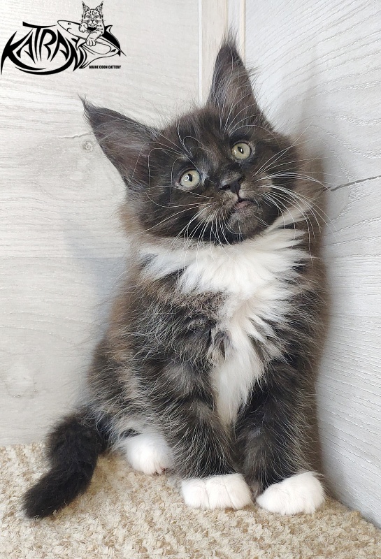 Katran Iris - Kitten maine-coon 1 month 2.5 weeks