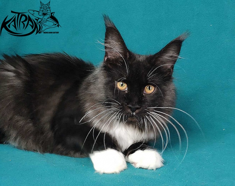 Katran Iris - Kitten maine-coon 6 months