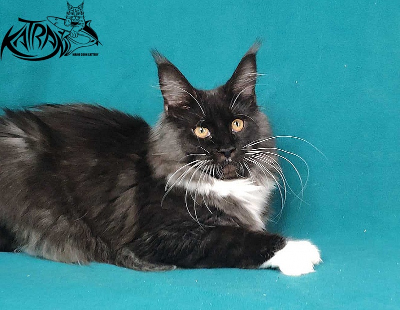 Katran Iris - Kitten maine-coon 6 months