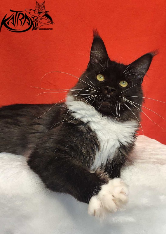 Katran Iris - Adult maine-coon 1 year 2 months