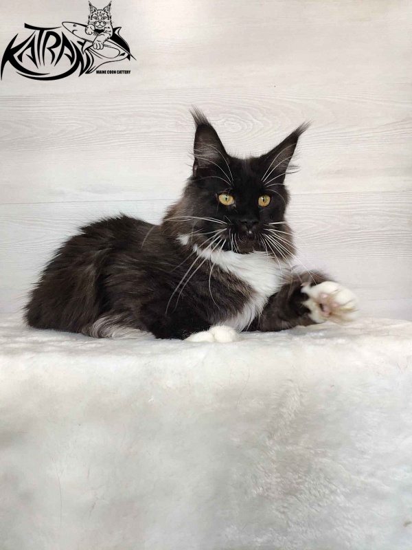 Katran Iris - Adult maine-coon 10 months