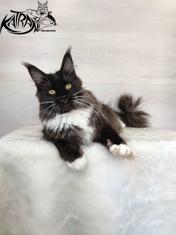 Katran Iris - Adult maine-coon 10 months