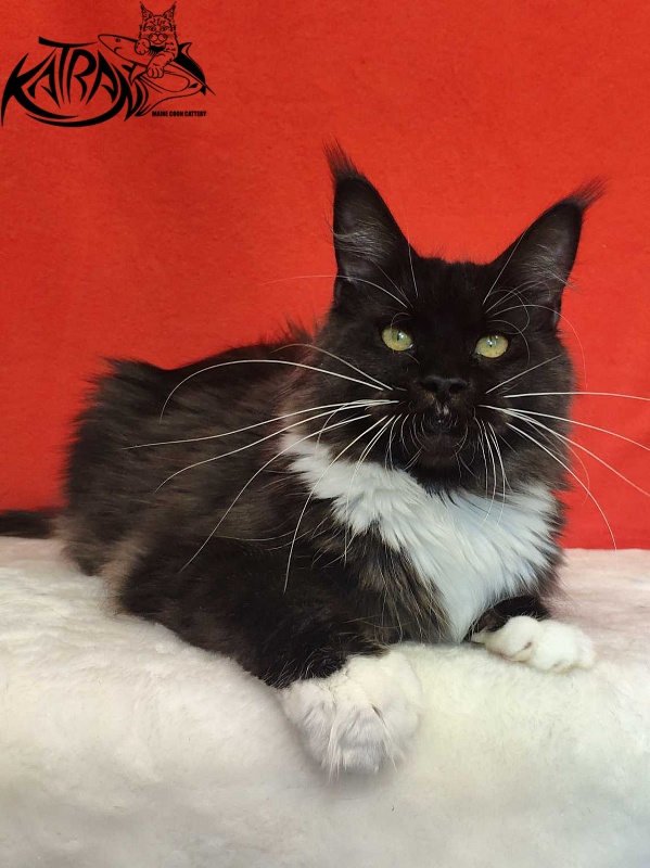 Katran Iris - Adult maine-coon 1 year 2 months