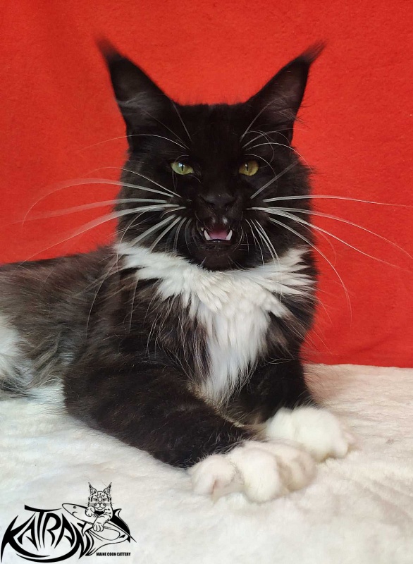 Katran Iris - Adult maine-coon 1 year 2 months