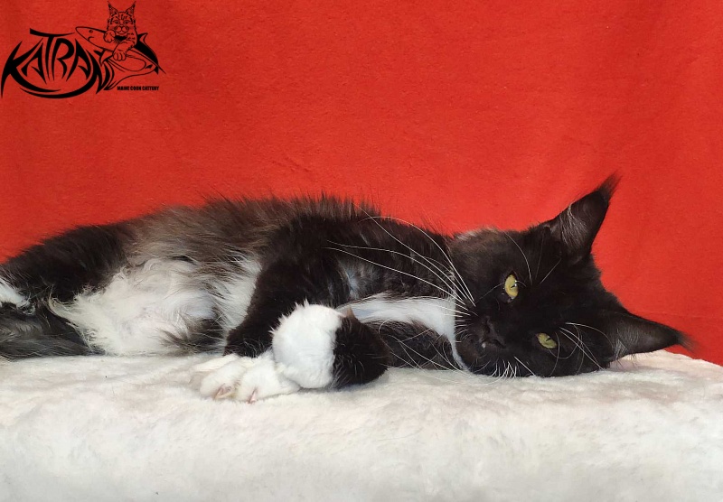 Katran Iris - Adult maine-coon 1 year 2 months