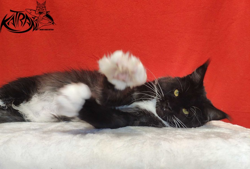 Katran Iris - Adult maine-coon 1 year 2 months