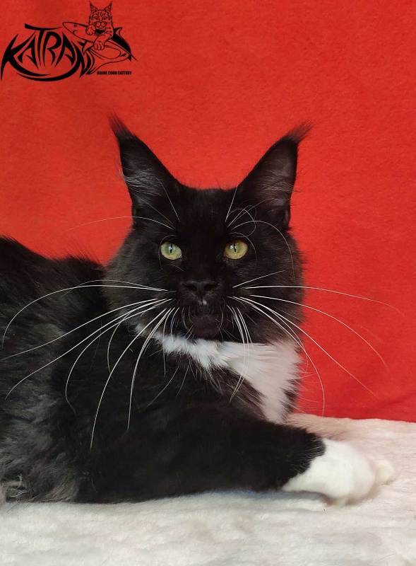 Katran Iris - Adult maine-coon 1 year 2 months