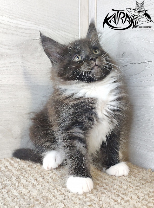 Katran Iris - Kitten maine-coon 1 month 2.5 weeks