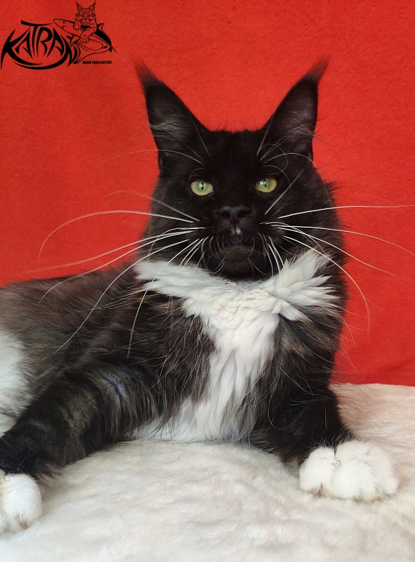 Katran Iris - Adult maine-coon 1 year 2 months