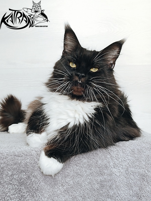 Katran Iris - Adult maine-coon 5 years