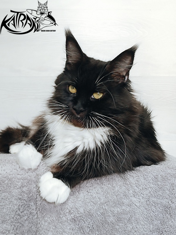 Katran Iris - Adult maine-coon 5 years
