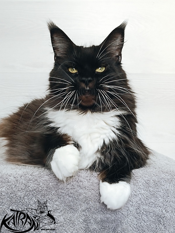 Katran Iris - Adult maine-coon 5 years