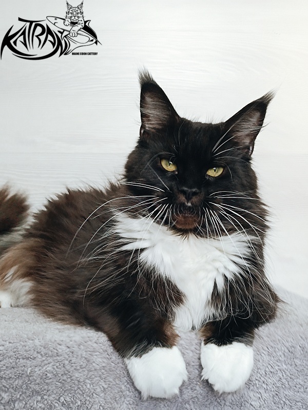 Katran Iris - Adult maine-coon 5 years