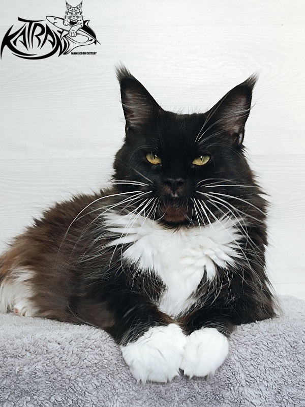 Katran Iris - Adult maine-coon 5 years