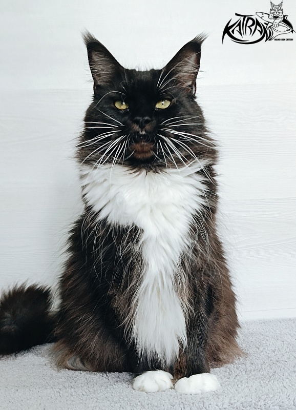Katran Iris - Adult maine-coon 5 years