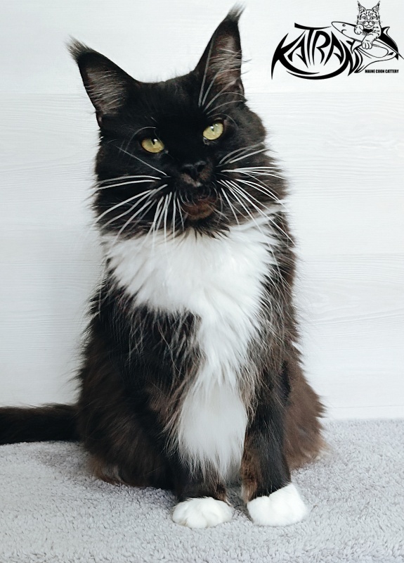 Katran Iris - Adult maine-coon 5 years