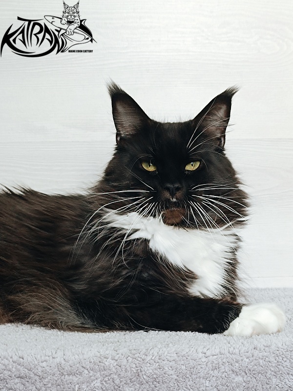 Katran Iris - Adult maine-coon 5 years