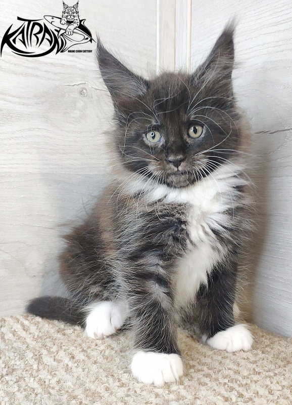 Katran Iris - Kitten maine-coon 1 month 2.5 weeks