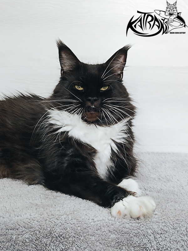 Katran Iris - Adult maine-coon 5 years