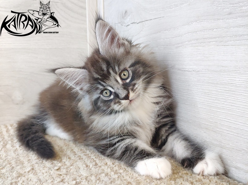 Katran Itan - Kitten maine-coon 1 month 2.5 weeks