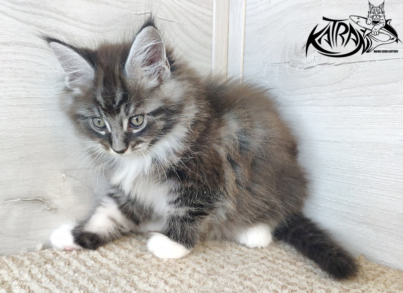 Katran Itan - Kitten maine-coon 1 month 2.5 weeks