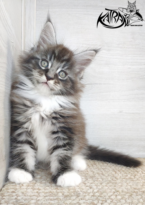 Katran Itan - Kitten maine-coon 1 month 2.5 weeks
