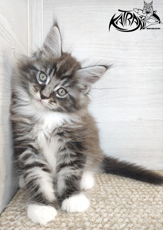 Katran Itan - Kitten maine-coon 1 month 2.5 weeks