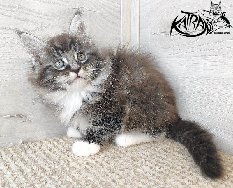 Katran Itan - Kitten maine-coon 1 month 2.5 weeks