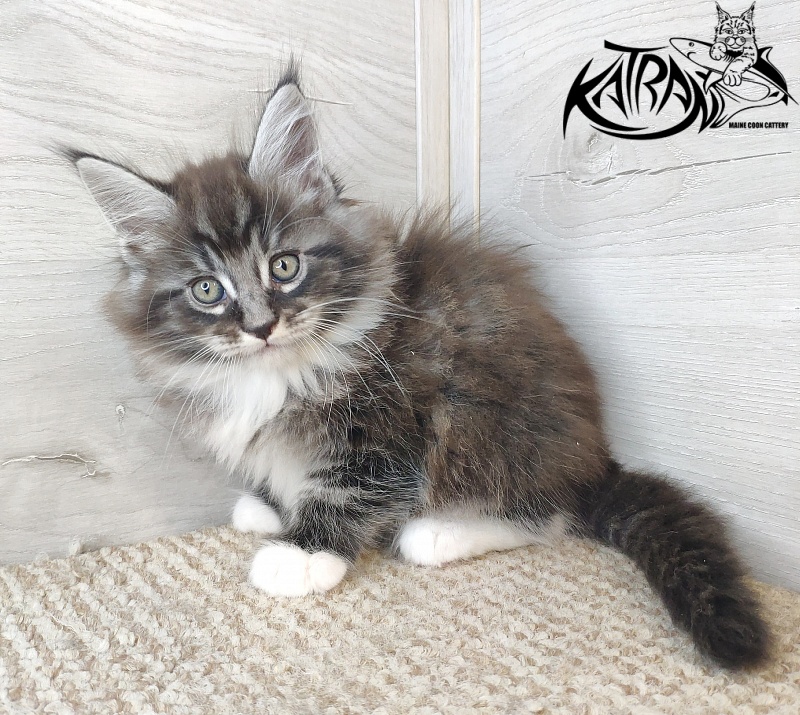 Katran Itan - Kitten maine-coon 1 month 2.5 weeks