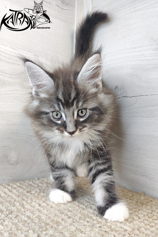 Katran Itan - Kitten maine-coon 1 month 2.5 weeks