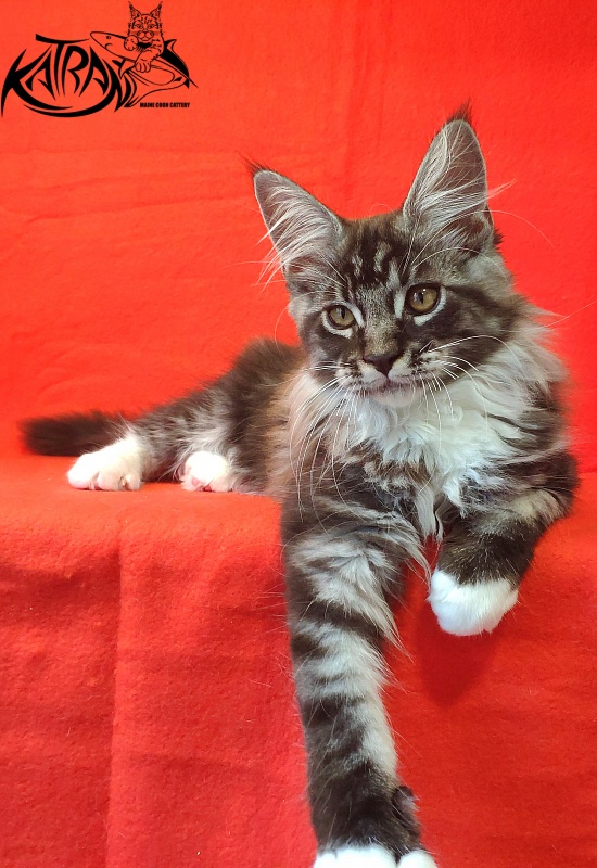 Katran Itan - Kitten maine-coon 3 months
