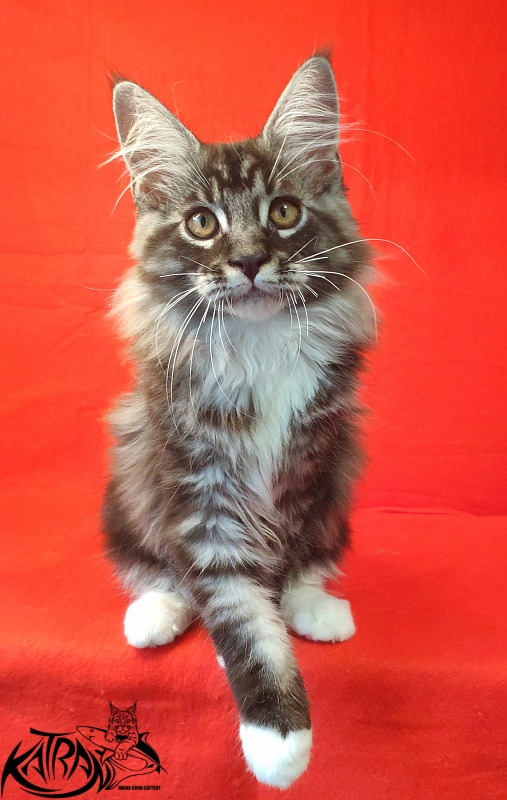Katran Itan - Kitten maine-coon 3 months