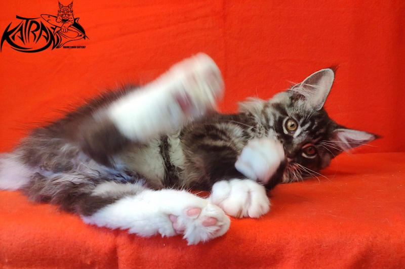 Katran Itan - Kitten maine-coon 3 months