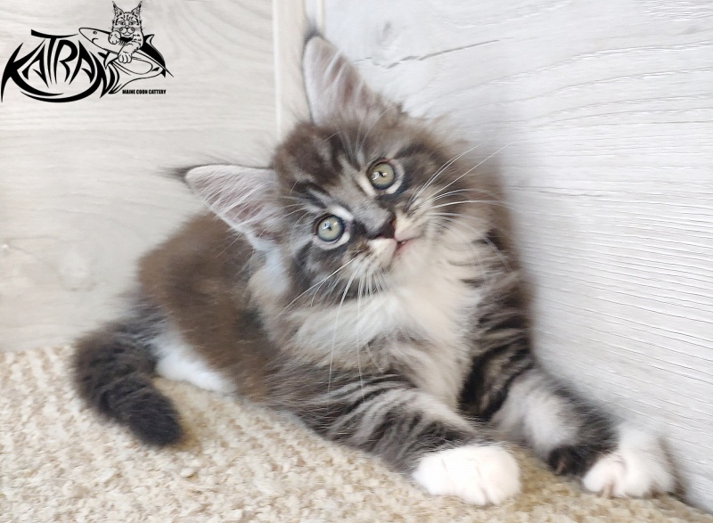 Katran Itan - Kitten maine-coon 1 month 2.5 weeks