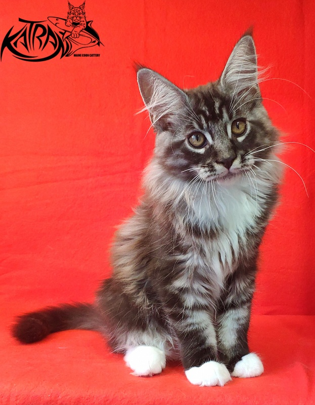 Katran Itan - Kitten maine-coon 3 months