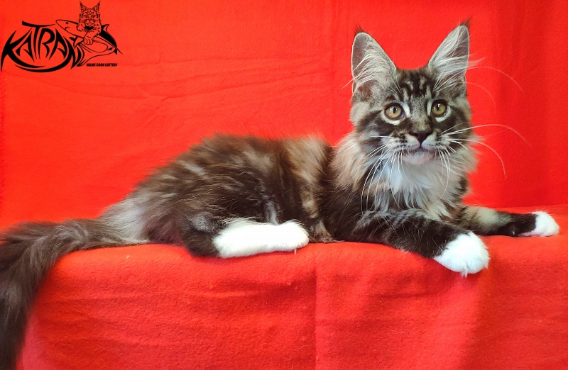 Katran Itan - Kitten maine-coon 3 months